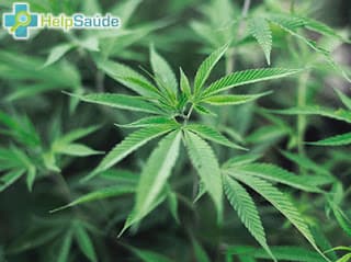 Dia internacional contra o abuso e tráfico ilícito de drogas