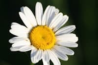 Acompanhamento Terapêutico : vinculação e relacionamento pelo uso do espaço social