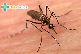 Declínio dos casos de dengue no país